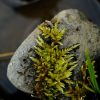 Detailed close-up of vibrant green moss growing on a smooth river rock amidst water.
