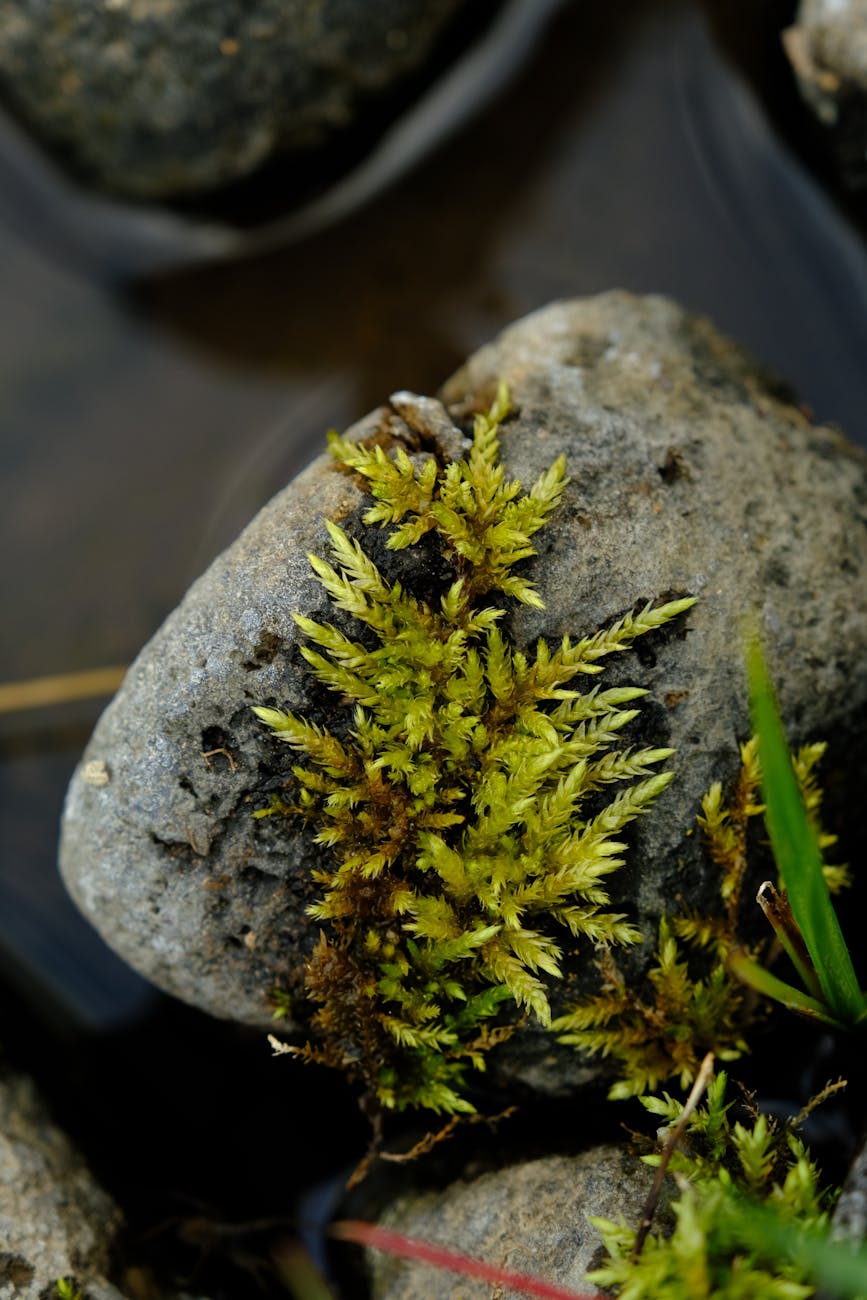 Detailed close-up of vibrant green moss growing on a smooth river rock amidst water.